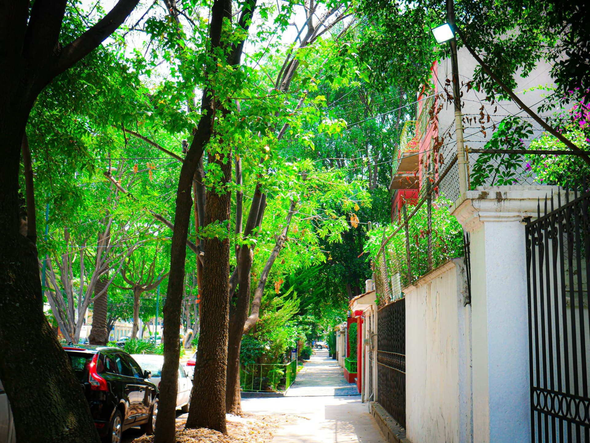 Tree-lined avenue in Polanco with luxury retail and residential architecture