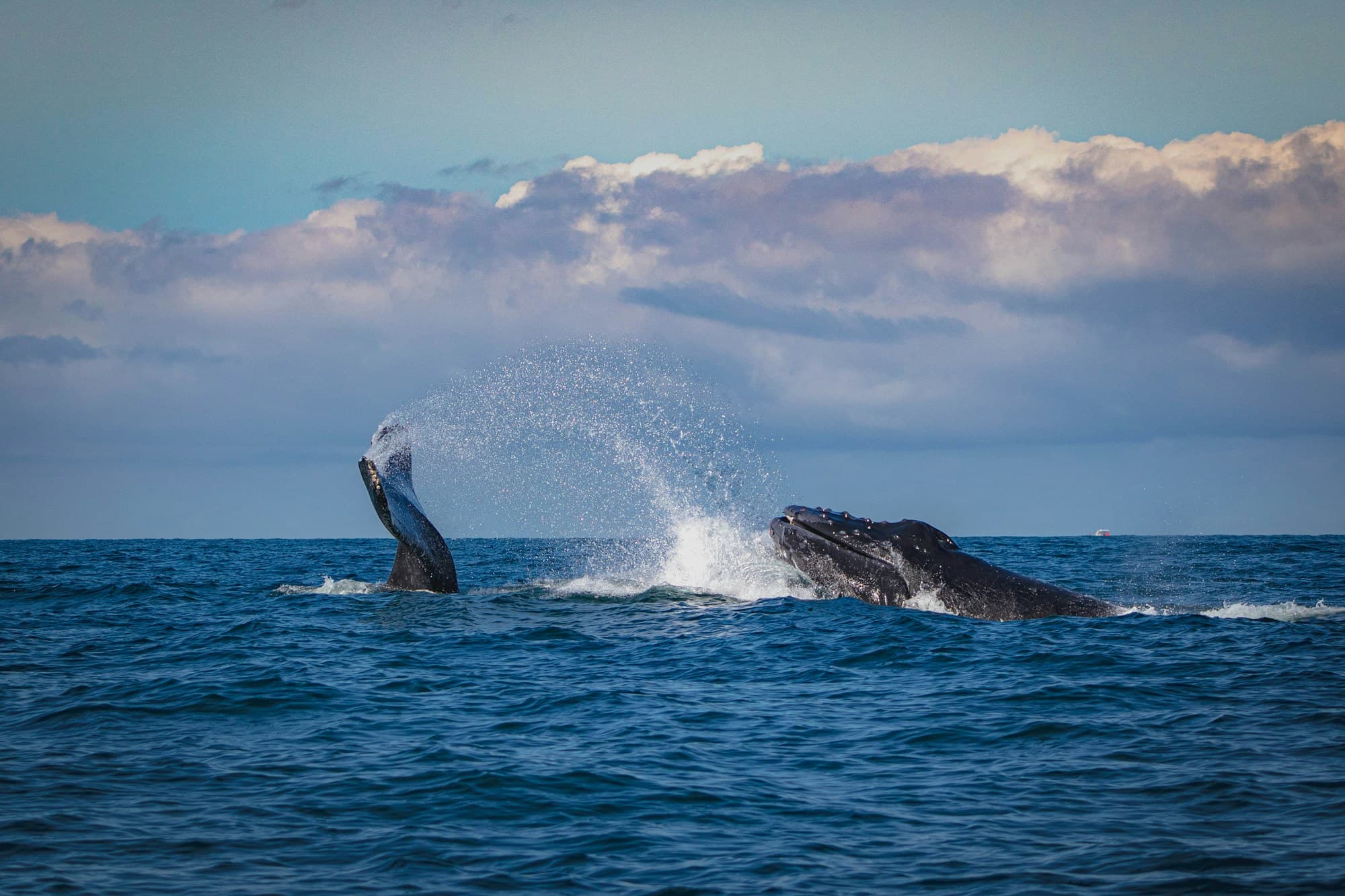 A humpback whale surfacing in Banderas Bay